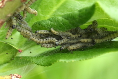 Yponomeuta irrorellus