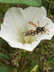 Polistes nimpha