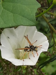 Polistes nimpha
