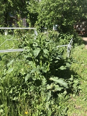 Rumex