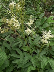Filipendula ulmaria ulmaria