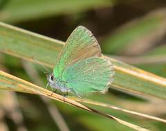 Callophrys rubi