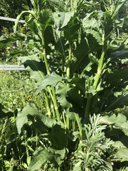 Rumex
