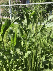 Rumex