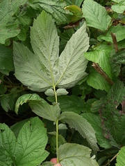 Filipendula ulmaria ulmaria