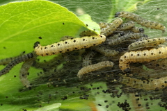 Yponomeuta irrorellus