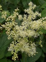 Filipendula ulmaria ulmaria