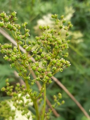 Filipendula ulmaria ulmaria