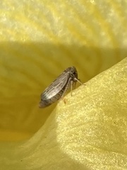 Agallia quadripunctata
