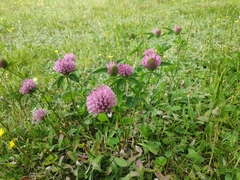 Trifolium pratense