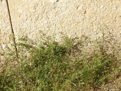 Capsella bursa-pastoris