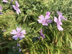 Malva sylvestris