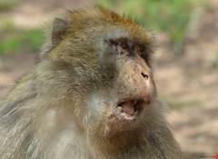 Macaca sylvanus