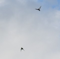 Columba livia domestica