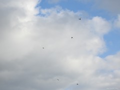 Columba livia domestica