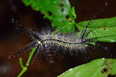 Pseudautomeris latus