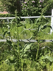 Rumex