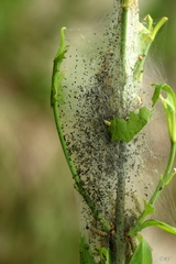 Yponomeuta irrorellus