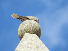 Streptopelia decaocto