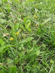 Scorzoneroides autumnalis