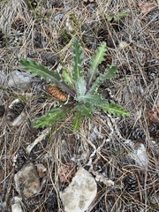 Cirsium hookerianum
