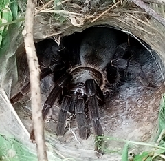Ornithoctoninae
