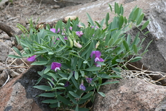 Lathyrus eucosmus