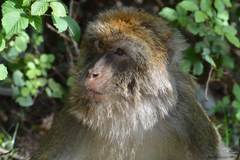 Macaca sylvanus