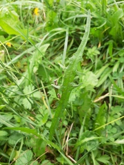 Scorzoneroides autumnalis