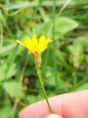 Scorzoneroides autumnalis