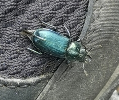 Platycerus caprea