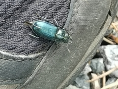 Platycerus caprea