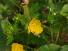 Ranunculus repens