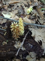 Conopholis americana