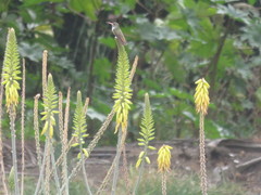 Amazilis amazilia