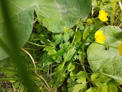Ranunculus repens