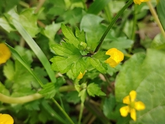 Ranunculus repens