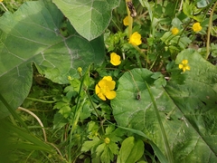 Ranunculus repens