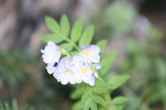 Polemonium californicum