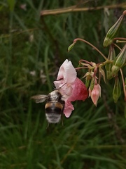 Bombus