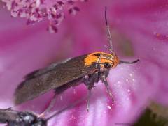 Cauchas rufimitrella