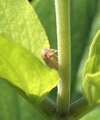 Agallia quadripunctata