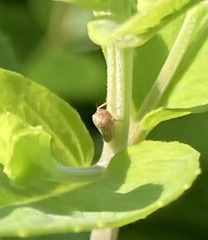 Agallia quadripunctata