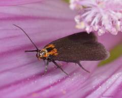 Cauchas rufimitrella