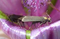 Cauchas rufimitrella