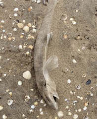 Scyliorhinus canicula