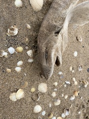 Scyliorhinus canicula