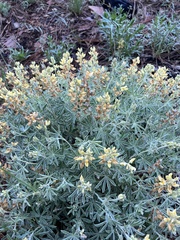 Lupinus dalesiae