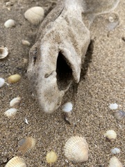 Scyliorhinus canicula