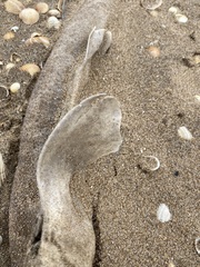 Scyliorhinus canicula